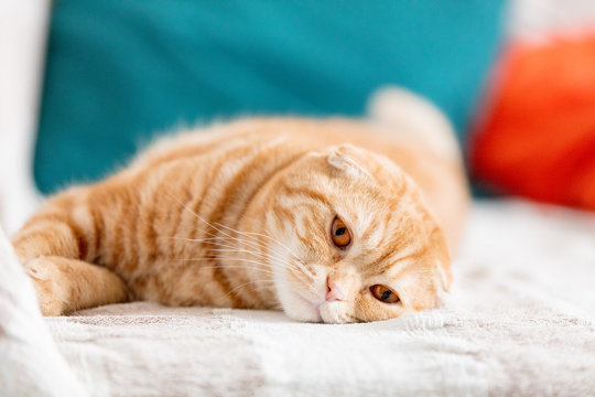 Close up photo of sad red Scottish fold cat with orange eyes