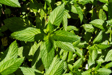 Fototapeta na wymiar french peppermint mentha piperita leaf close up