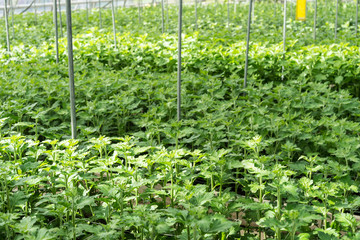 Fototapeta na wymiar greenhouse full of lisianthus grandiflorum plants horticulture hothouse agriculture