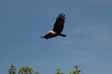 eagle flying on the sky,Turkey