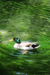 duck photo,lake 
