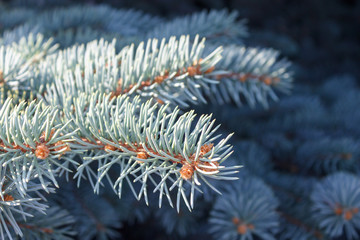 Naklejka na ściany i meble Blue spruce branches