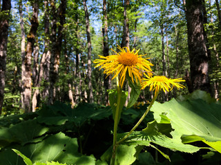 Biogradska Gora flora