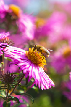 Fototapeta Bee on bud of purple flower, selective focus with copy space