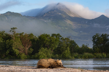 Brown bear resting in Kamchatka lake Kuril