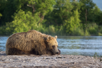 Bear alone in Kamchatka wild nature at lake Kuril, Russia