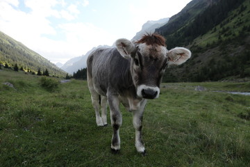 Kuh in den Alpen - 170492325
