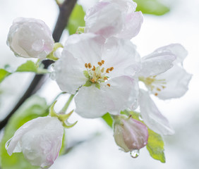 Drops of rain on a blossom apple tree over nature background