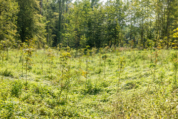 Wald aufforsten