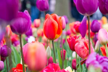 Poster de jardin Tulipe Fleurs en fleurs dans le parc Keukenhof aux Pays-Bas, Europe