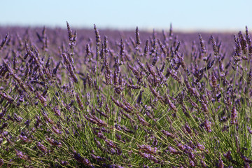 Fototapeta premium Provenza fiori di lavanda a Valensole