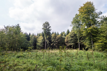 Obraz premium Wald aufforsten