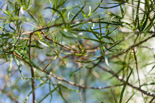 leaves from brachychiton rupestris queensland bottle tree from australia