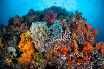 Fototapeta na wymiar Colorful Coral Reef in Indonesia