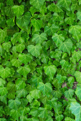 Green Leaves background