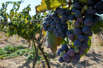a grape plantation in september