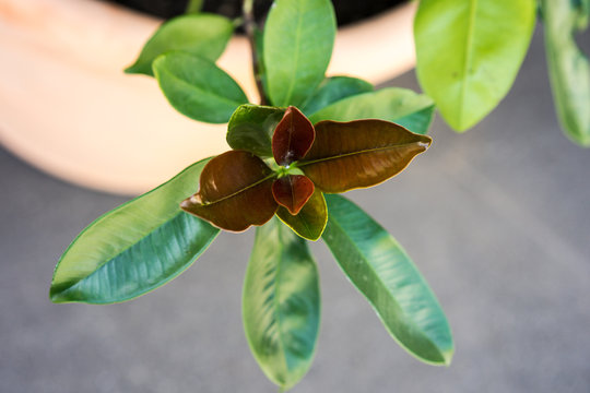 leaf from xanthostemon chrysanthus golden penda tree myraceae from austrialia