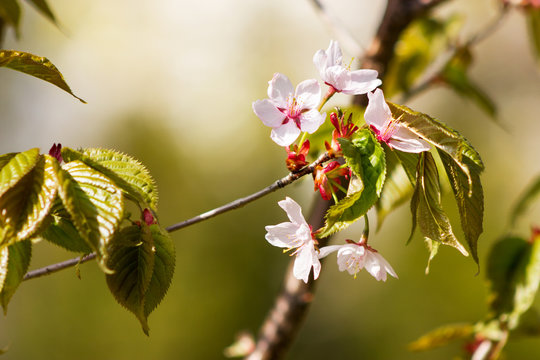 One blooming branch of sakura at blurred green background