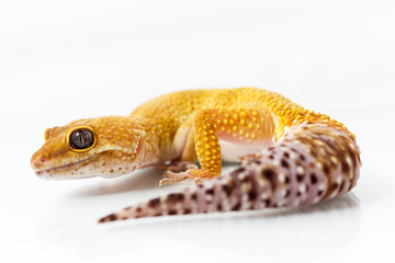 Orange leopard gecko walking and looking forward on white background