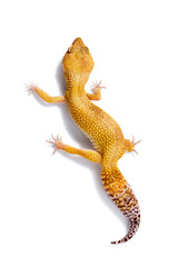 Naklejka premium Orange leopard gecko walking and looking forward on white background