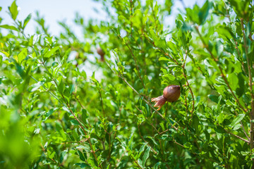 pomegranate granate