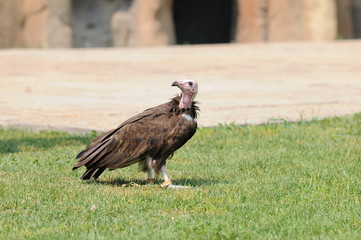 Avvoltoio