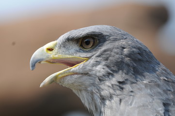 Aquila di profilo