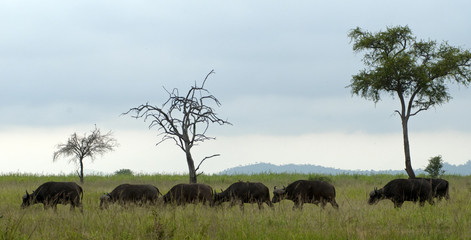 Buffalos in a long row on the savanna