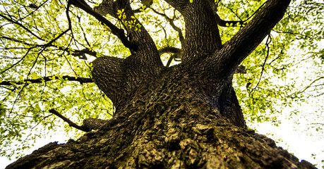 Fototapeta na wymiar looking up the tree