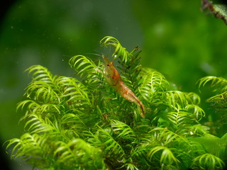 Schöne rote Tiger Garnele - Caridina