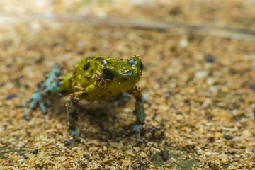 Small Frog Costa RIca