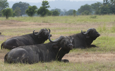 Buffalos resting