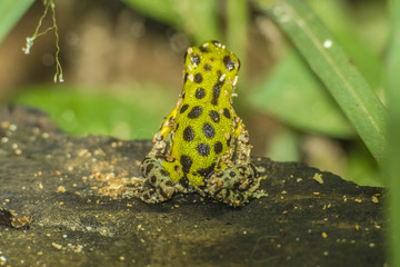 Small Frog Costa RIca