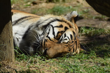 Tiger sleeping 
