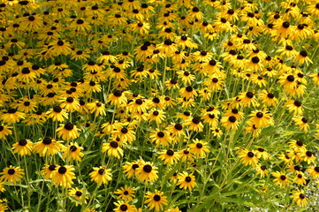 Black Eyed Susan