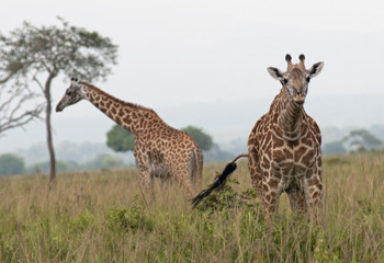 Two giraffes on the savanna