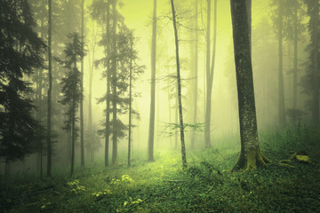 Magical yellow green foggy light in fairy tale forest landscape.