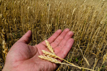 Fototapeta na wymiar Ripe spikes of wheat in farmer hand