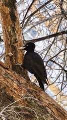 The largest European Woodpecker is working the tree s trunk  in a park in Moscow.