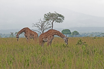 Two giraffes grazing on the savanna - Mikumi national park, Tanzania