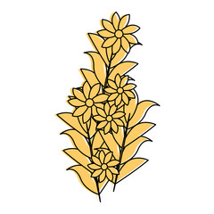 beautiful flowers decorative icon vector illustration design