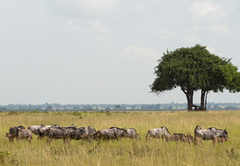 Herd of vilderbeast on African savanna - Mikumi naational park, Tanzania