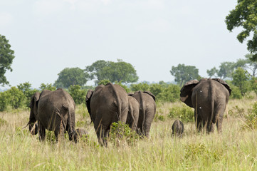Obraz premium Elephants walking away