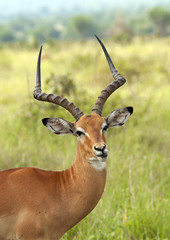 Impala ram