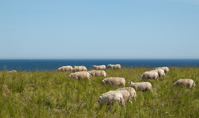 Sheep grazing in coastal landscape