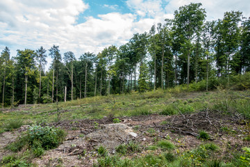 Fototapeta premium Waldrodung