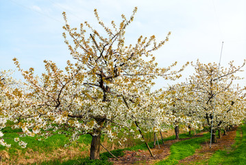 Fototapeta premium blühende Kirschbäume im Alten Land bei Hamburg in der norddeutschen Elbmarsch