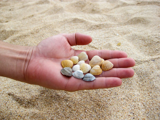 Cockleshells in a hand.