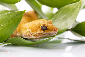 Fototapeta premium Orange leopard gecko walking and looking forward in green leaves