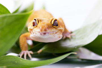 Orange leopard gecko walking and looking at camera in green leaves